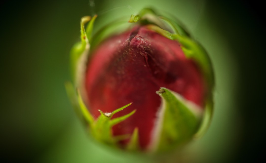 Rose Bud
