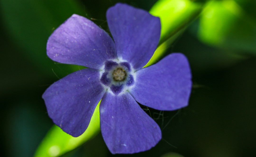 Periwinkle