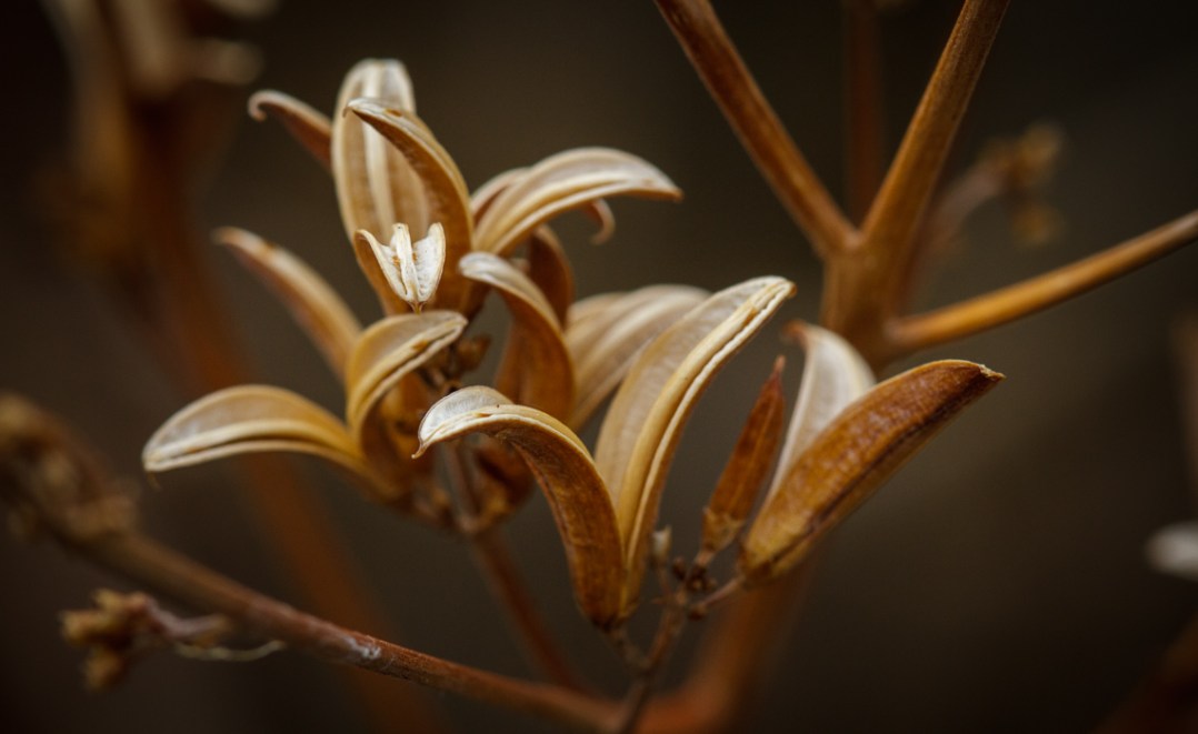 Lilac Seed Pods