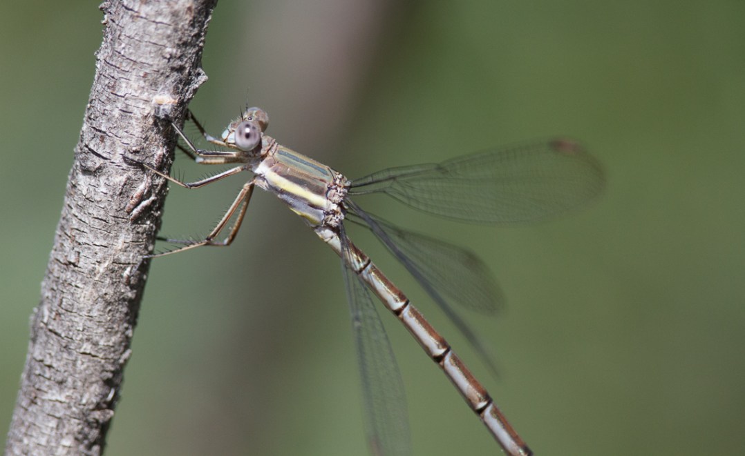 Branched Damselfly