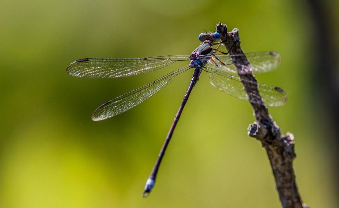 Damselfly in Vibrant Green