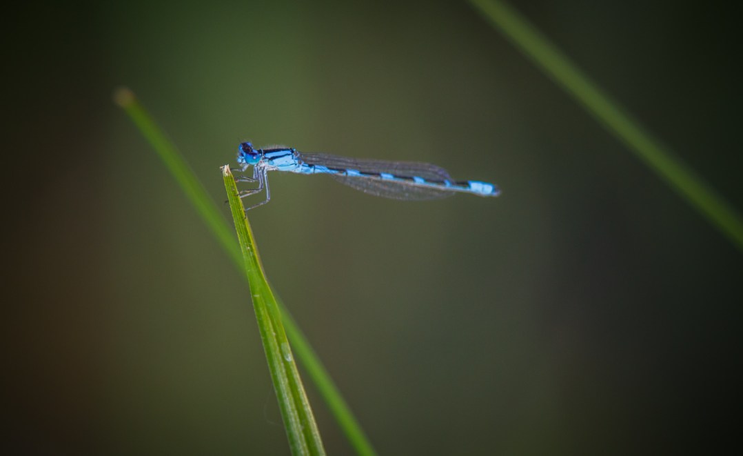 Damselfly