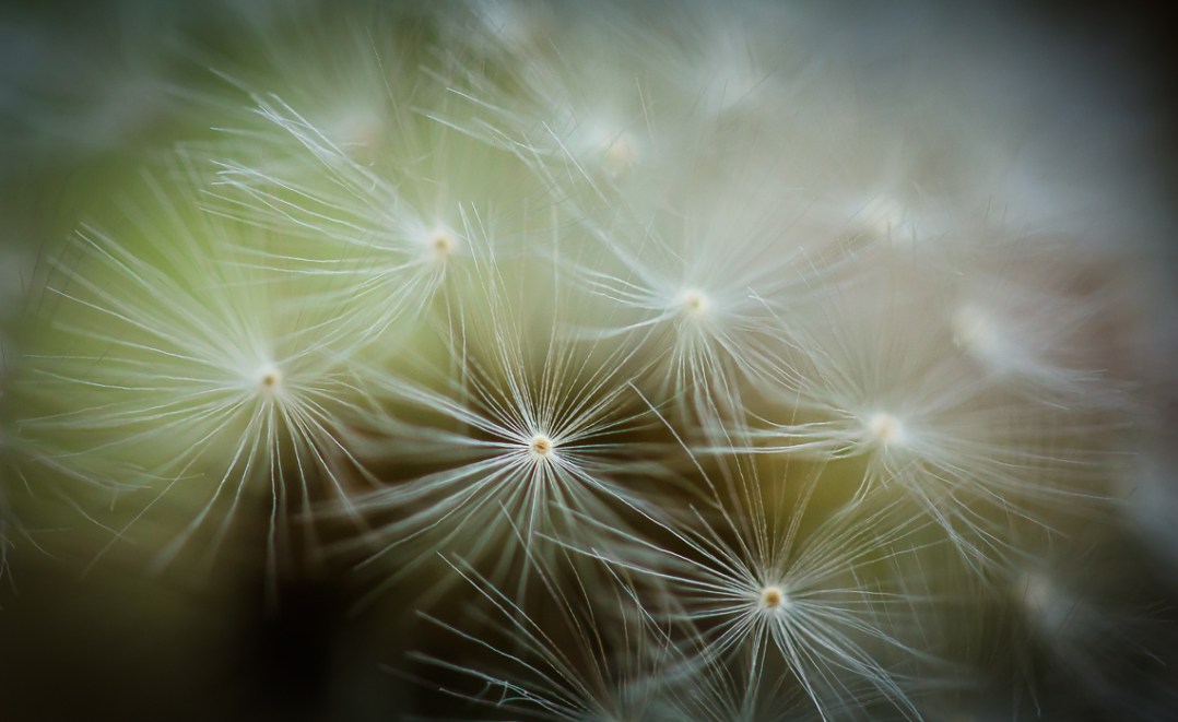 A canopy of tiny, translucent fronds cover a bundle of new life.