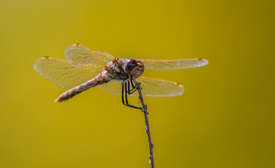 Dragonfly Gold