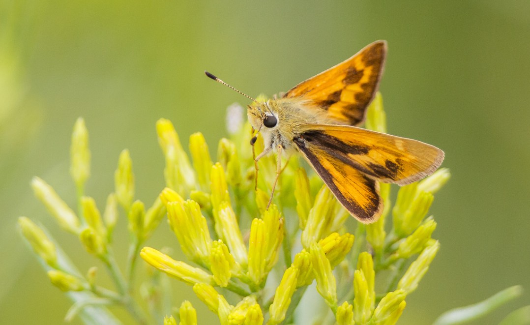 Grass Skipper