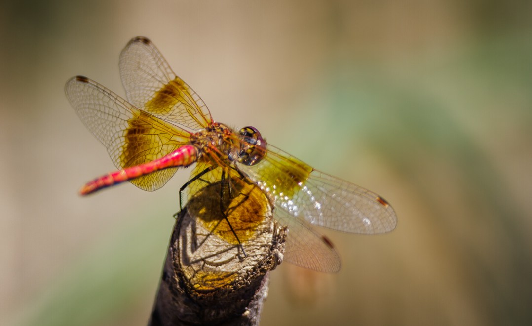 Red Dragonfly