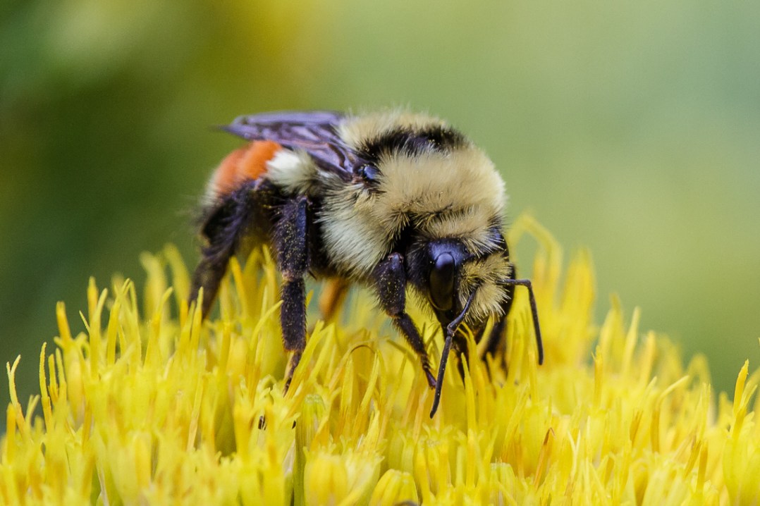 Tri Colored Bumblebee 2