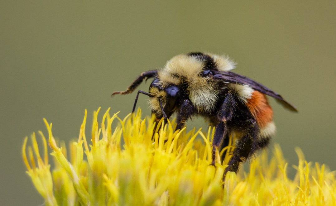 Tri Colored Bumblebee