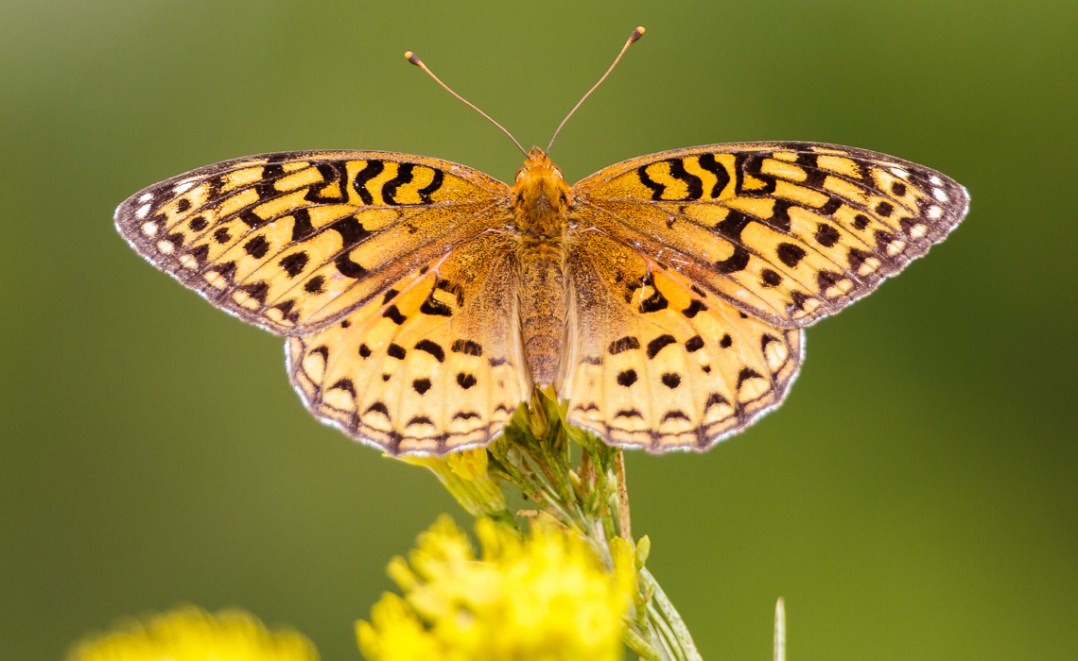 Zerene Fritillary Wings
