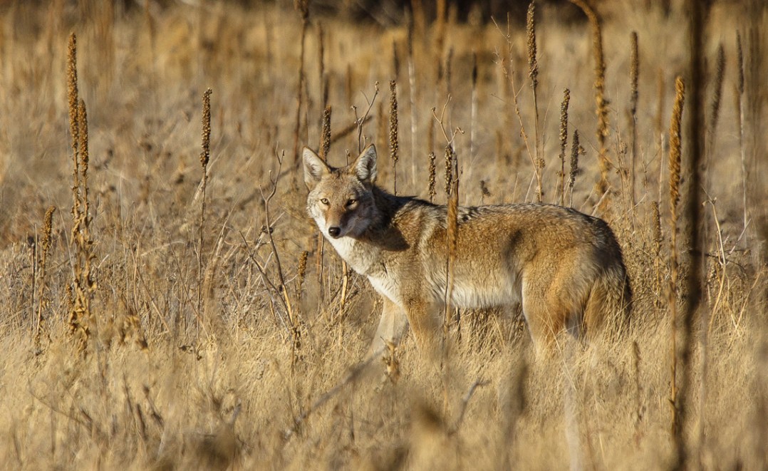 Coyotes at Cherry Creek (1 of 8)