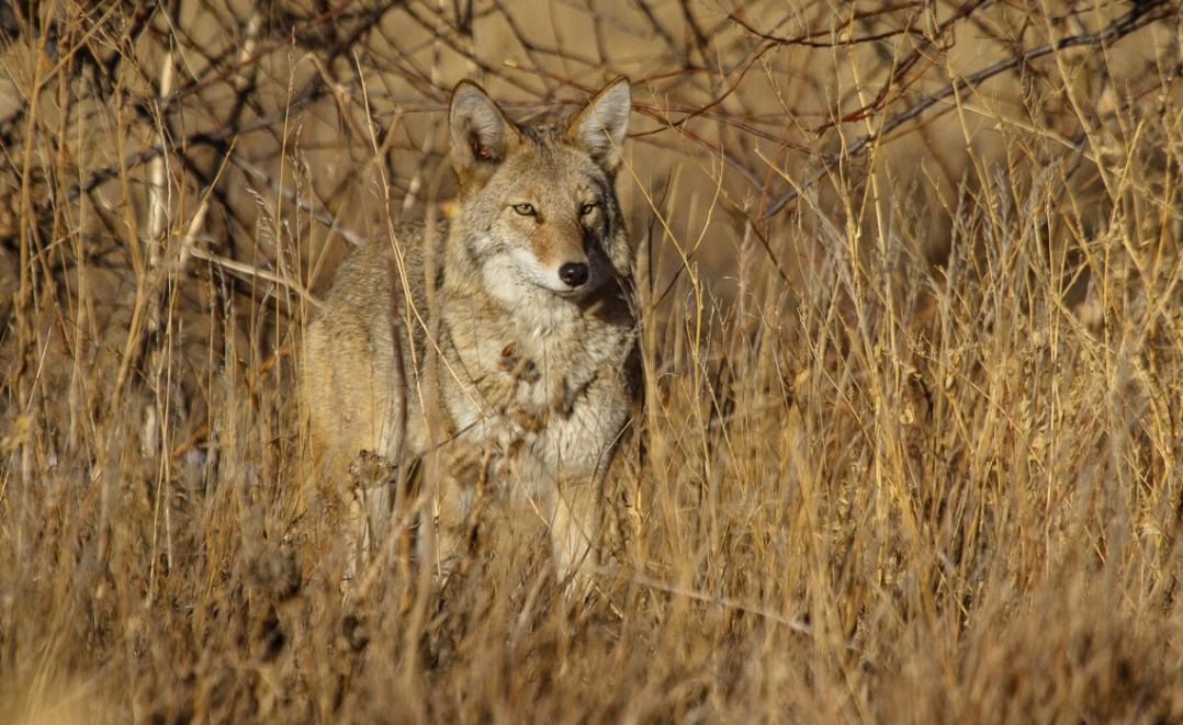 Coyotes at Cherry Creek (2 of 8)