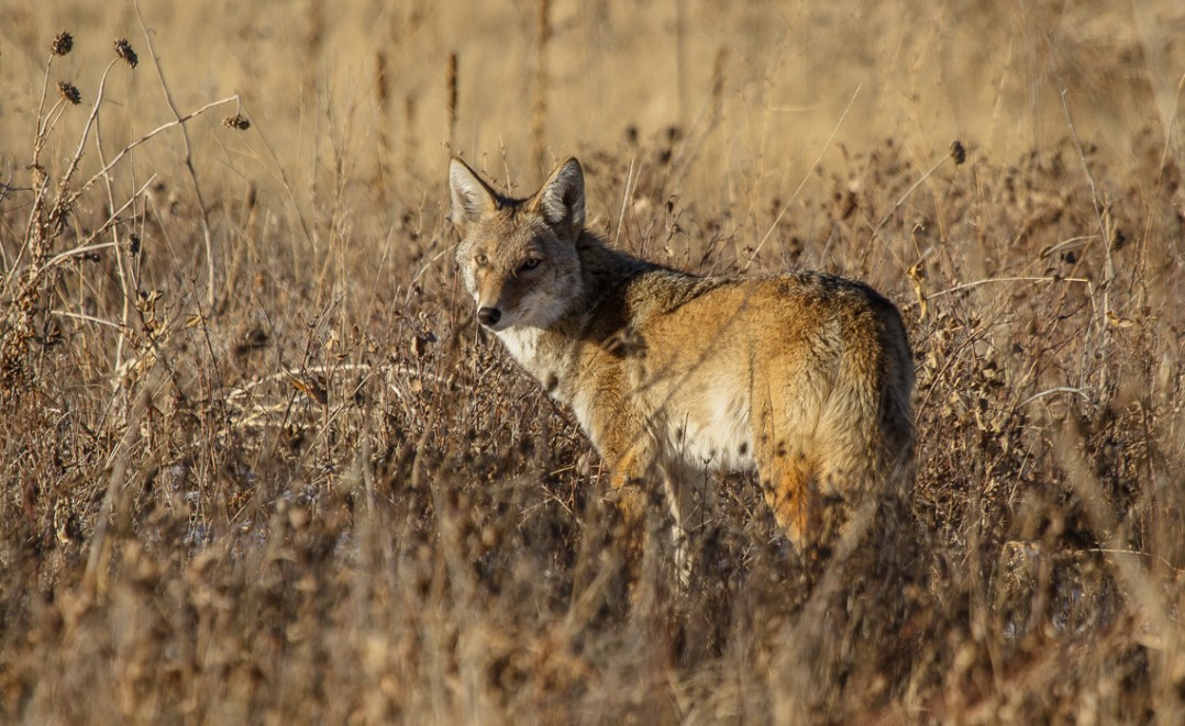 Coyotes at Cherry Creek (4 of 8)