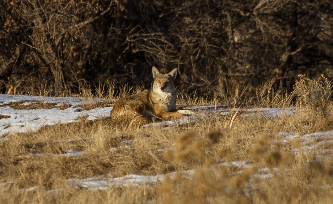 Coyotes at Cherry Creek (6 of 8)