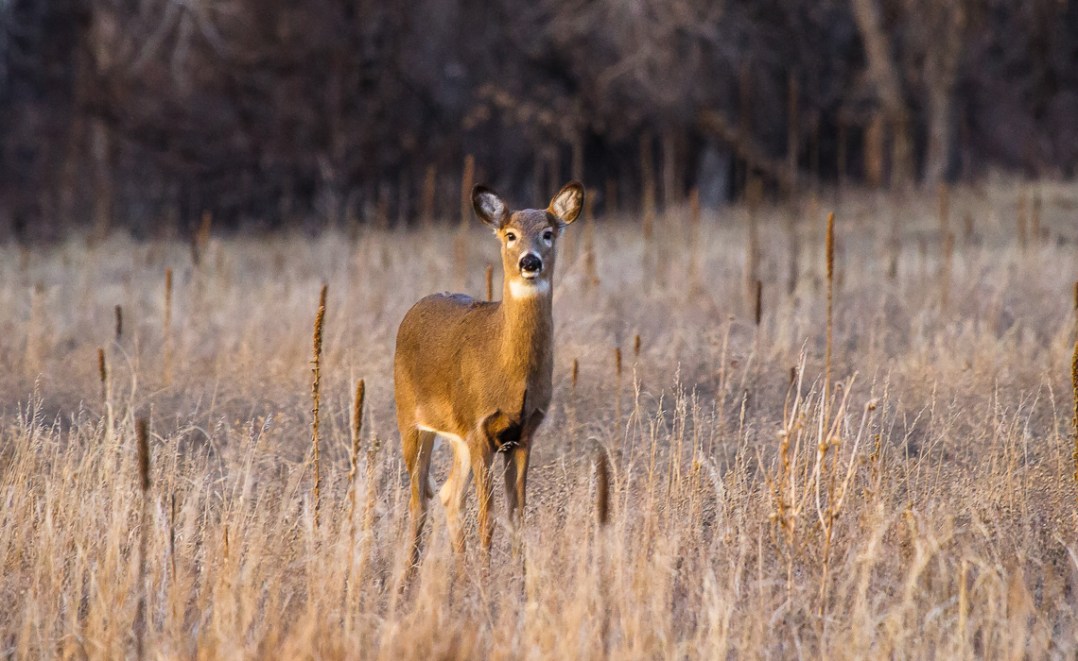 Curious Young Doe Remastered