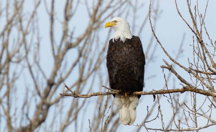 Original Bald Eagle Unedited