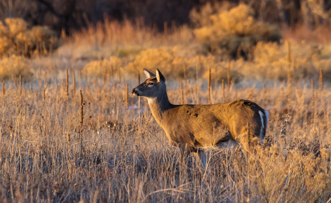 Winter Fauna at Cherry Creek (1 of 4)