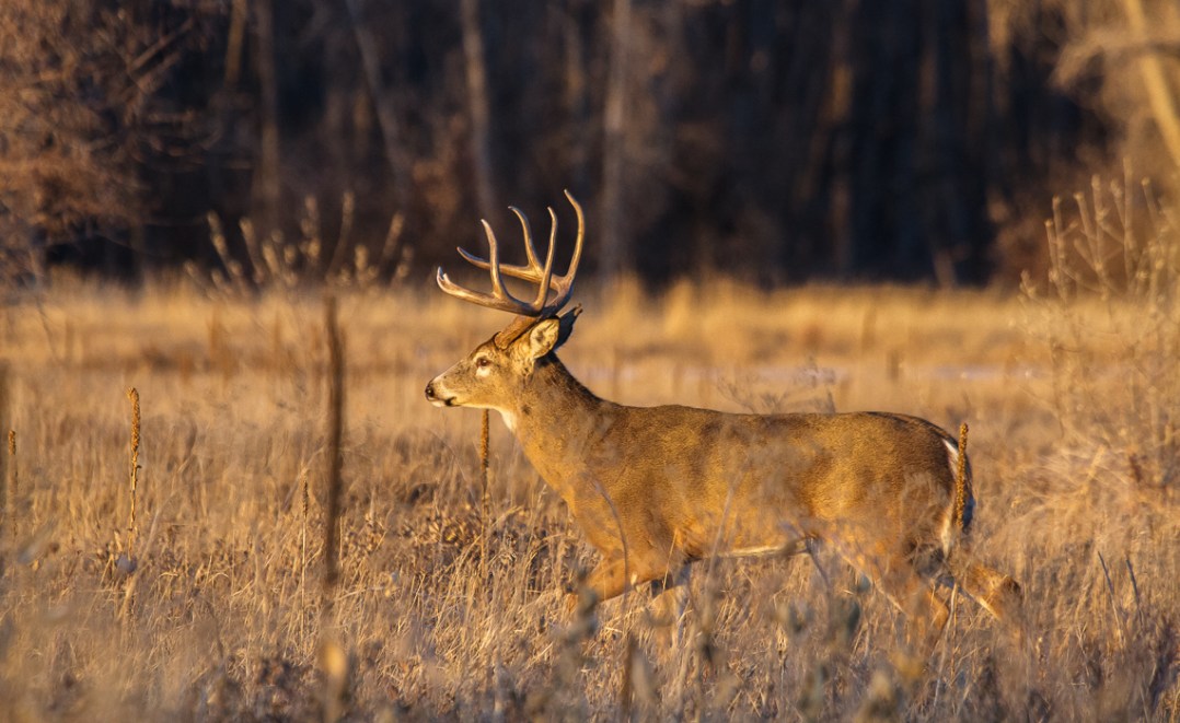 Winter Fauna at Cherry Creek (2 of 4)
