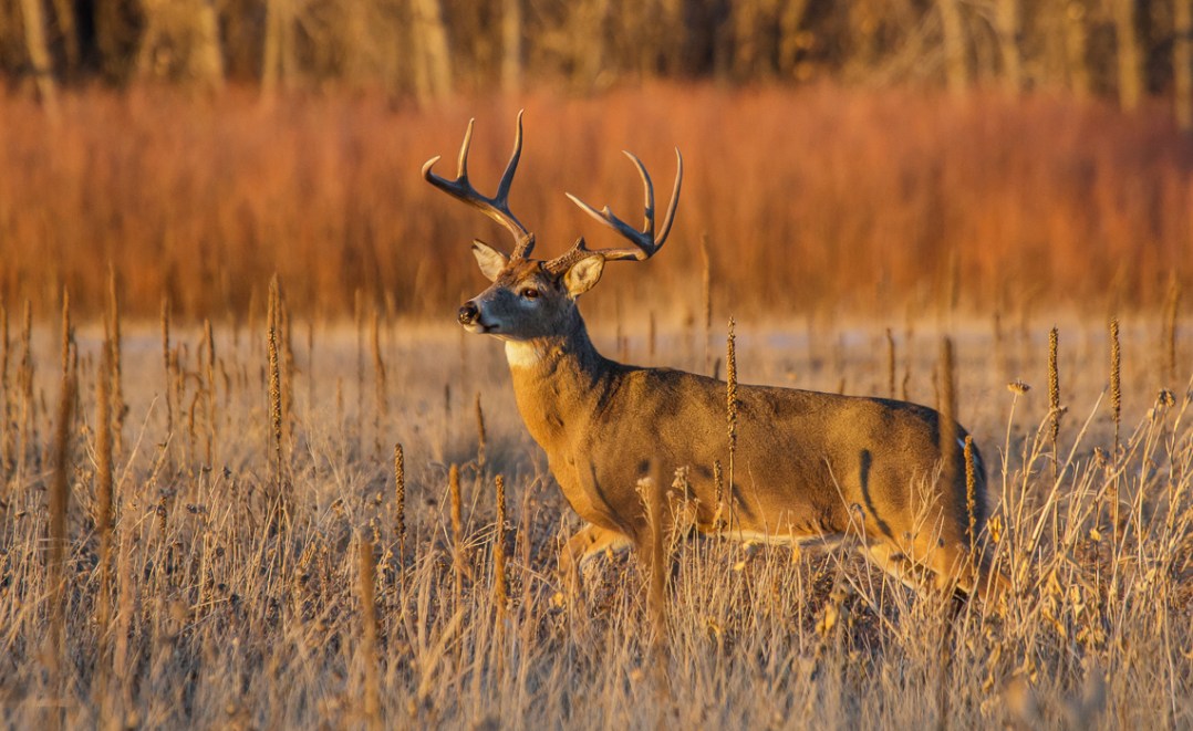 Winter Fauna at Cherry Creek (3 of 4)
