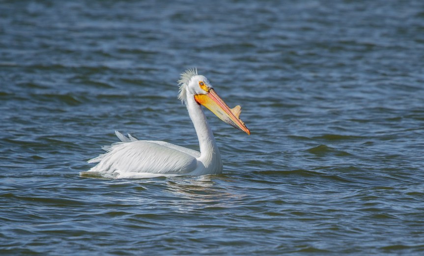 Pelican Punk