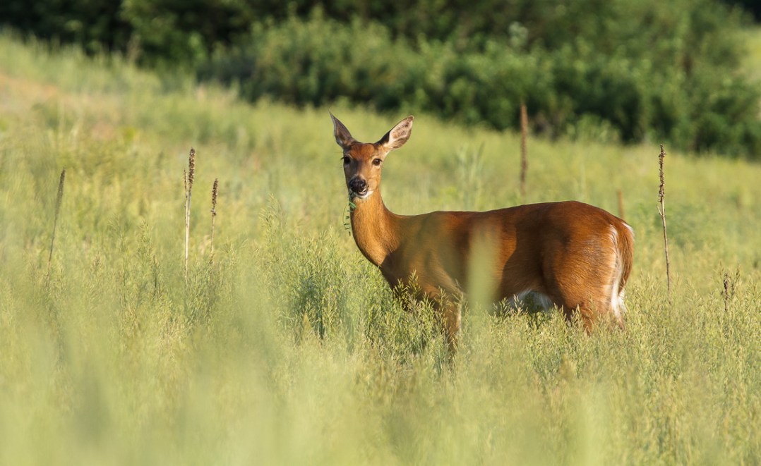 A beautiful doe munches on some tasty greens at Cherry Creek State Park. Early summer, 2013.