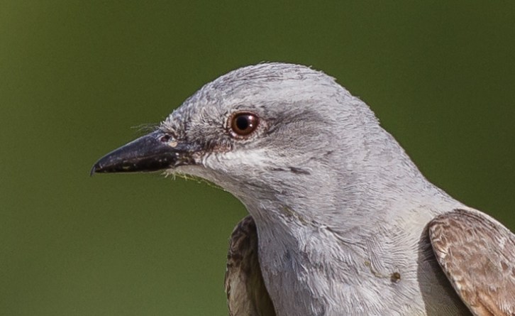 The sharpness of the EF 600mm f/4 L IS II is simply phenomenal. Literally second to none, razor sharp, even at considerable distance.