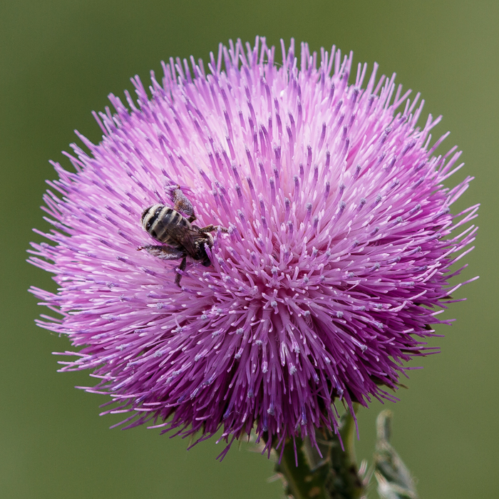 Floral Closeups with the 600 Sharpness (1 of 2)