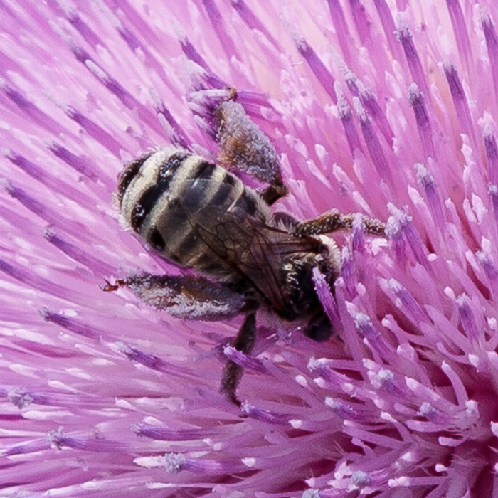 Floral Closeups with the 600 Sharpness (2 of 2)