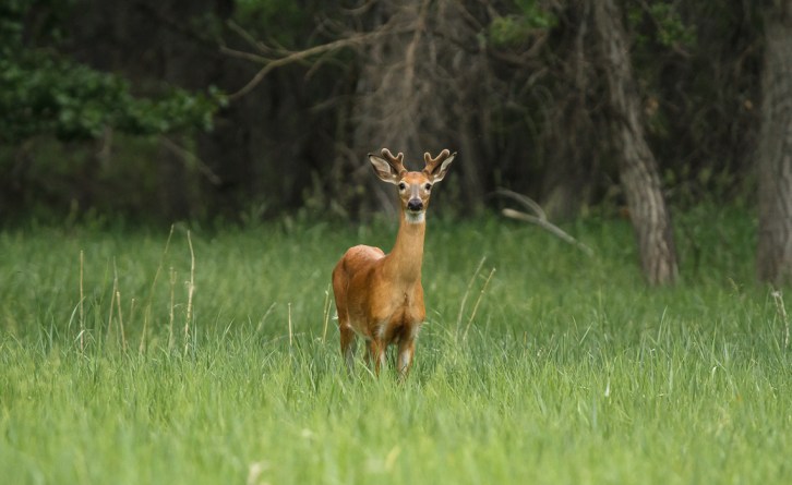 Prancer the Yearling Buck (2 of 8)