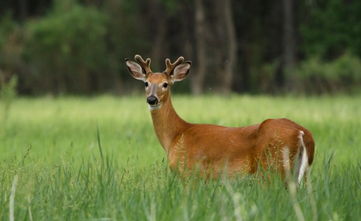 Prancer the Yearling Buck (7 of 8)