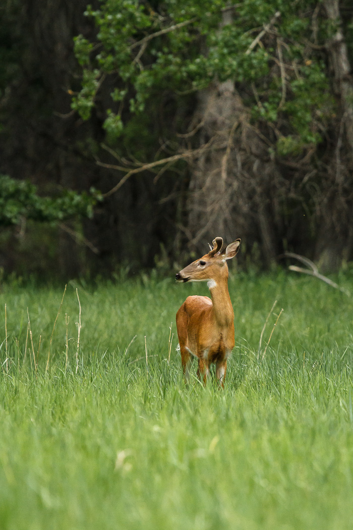 Prancer the Yearling Buck Tall