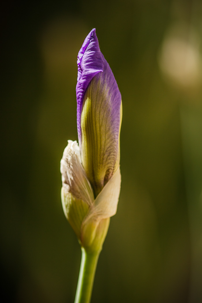 Iris Bud