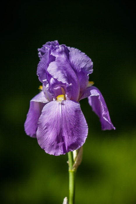 My favorite Iris photo!