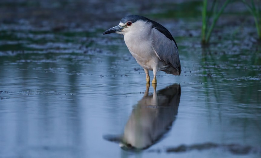 Night Heron at Night
