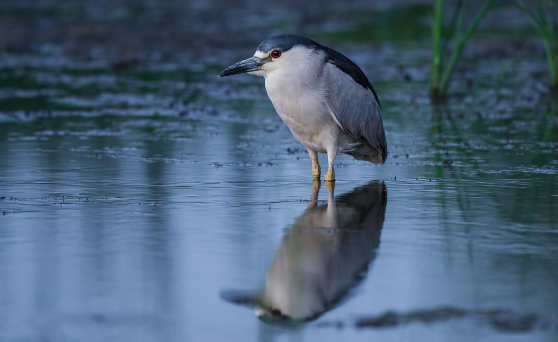 Night Heron at Night