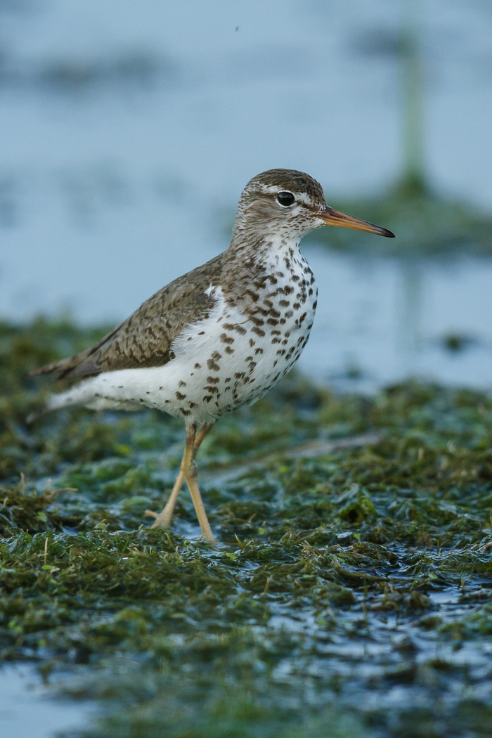 Piper on the Pondweed