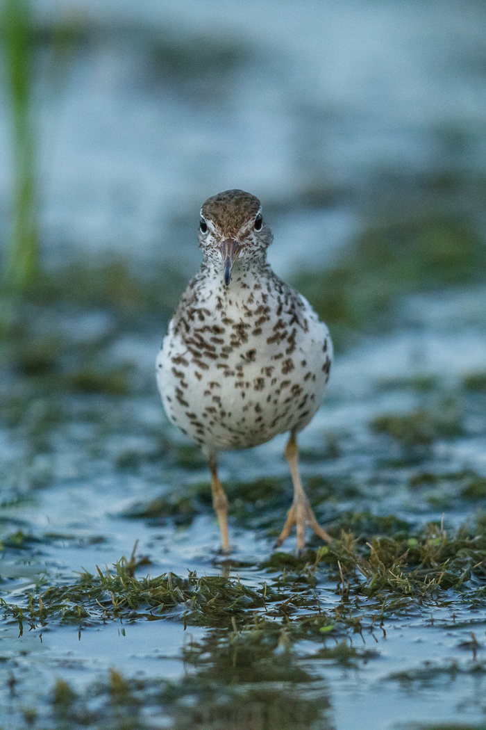 Piper on the Pondweed
