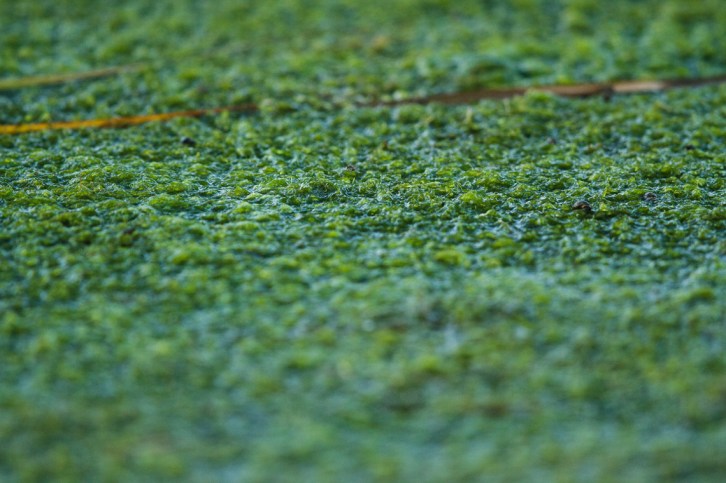 A mat of Pondweed