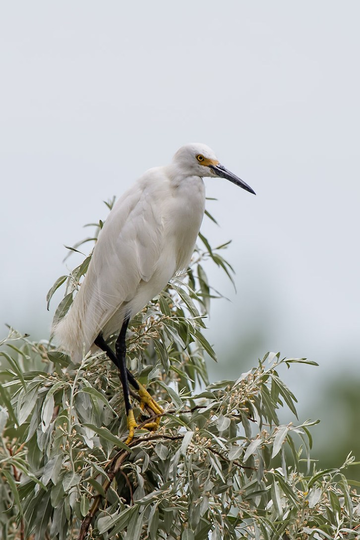 Snowy Egret Treetop