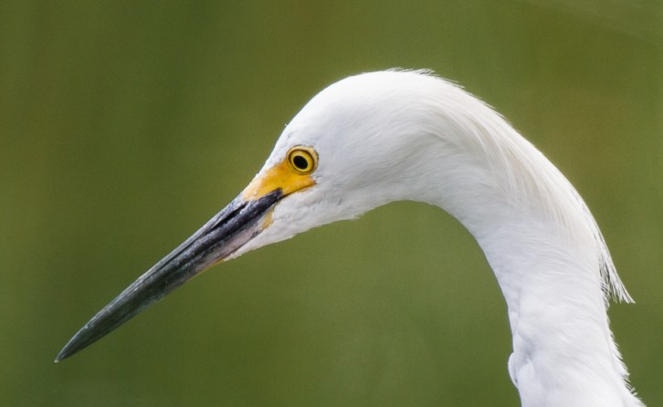 Hunting Egret Closeup