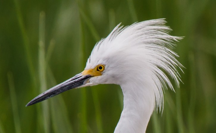 Egret Flaring Plumage