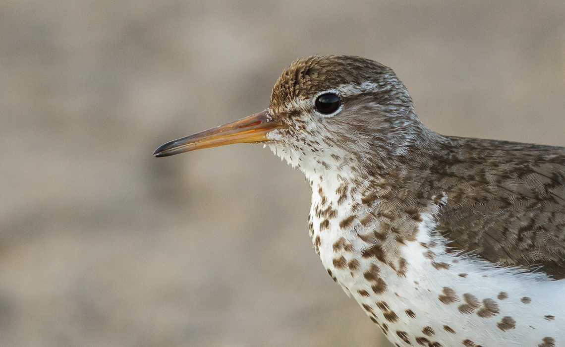 Spotted Sandpiper Portrait