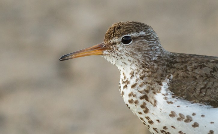Spotted Sandpiper Portrait