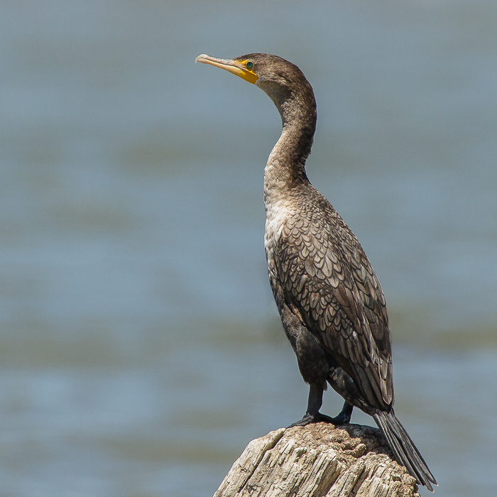 Cormorant Closeups-2