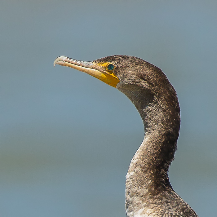 Cormorant Closeups