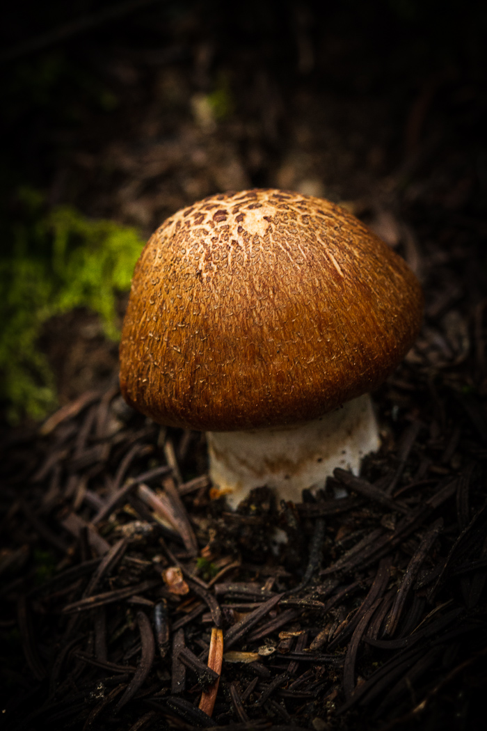 Stout and Stocky Brown Mushroom