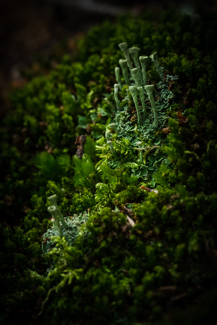 Lichens and Mosses Cohabitating