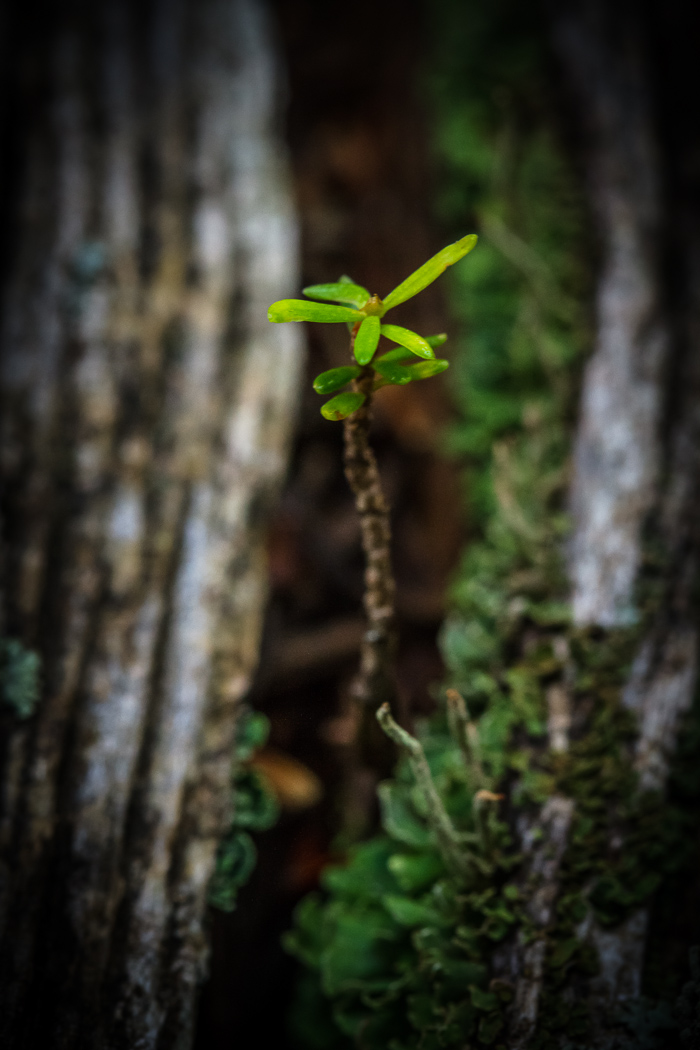 Baby Pine From the Treebones of Mother