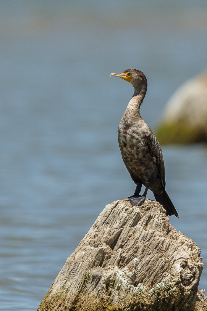 Summer Cormorant Vertical (1 of 1)