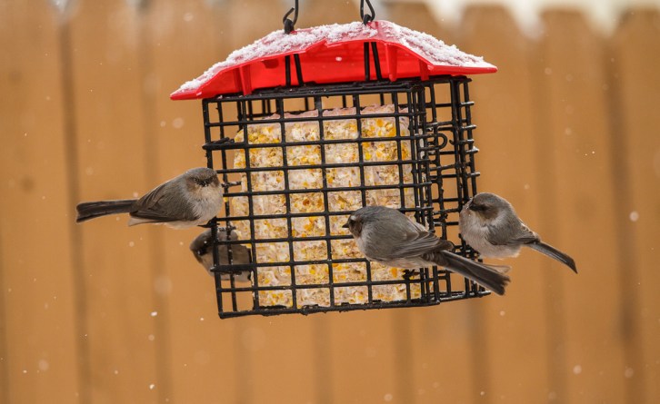 Descent Upon the Suet!