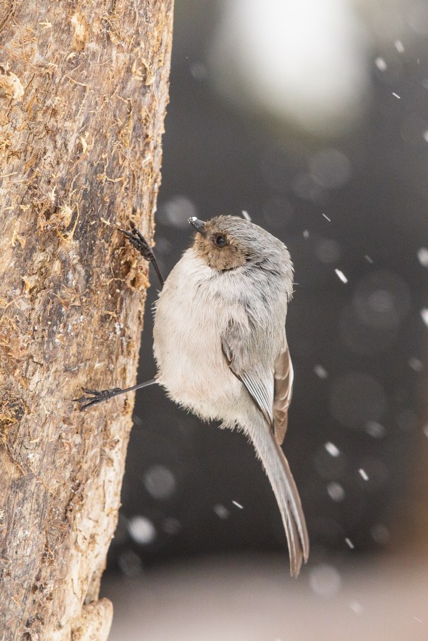 Bushtit Investigation Squad - Junior Member